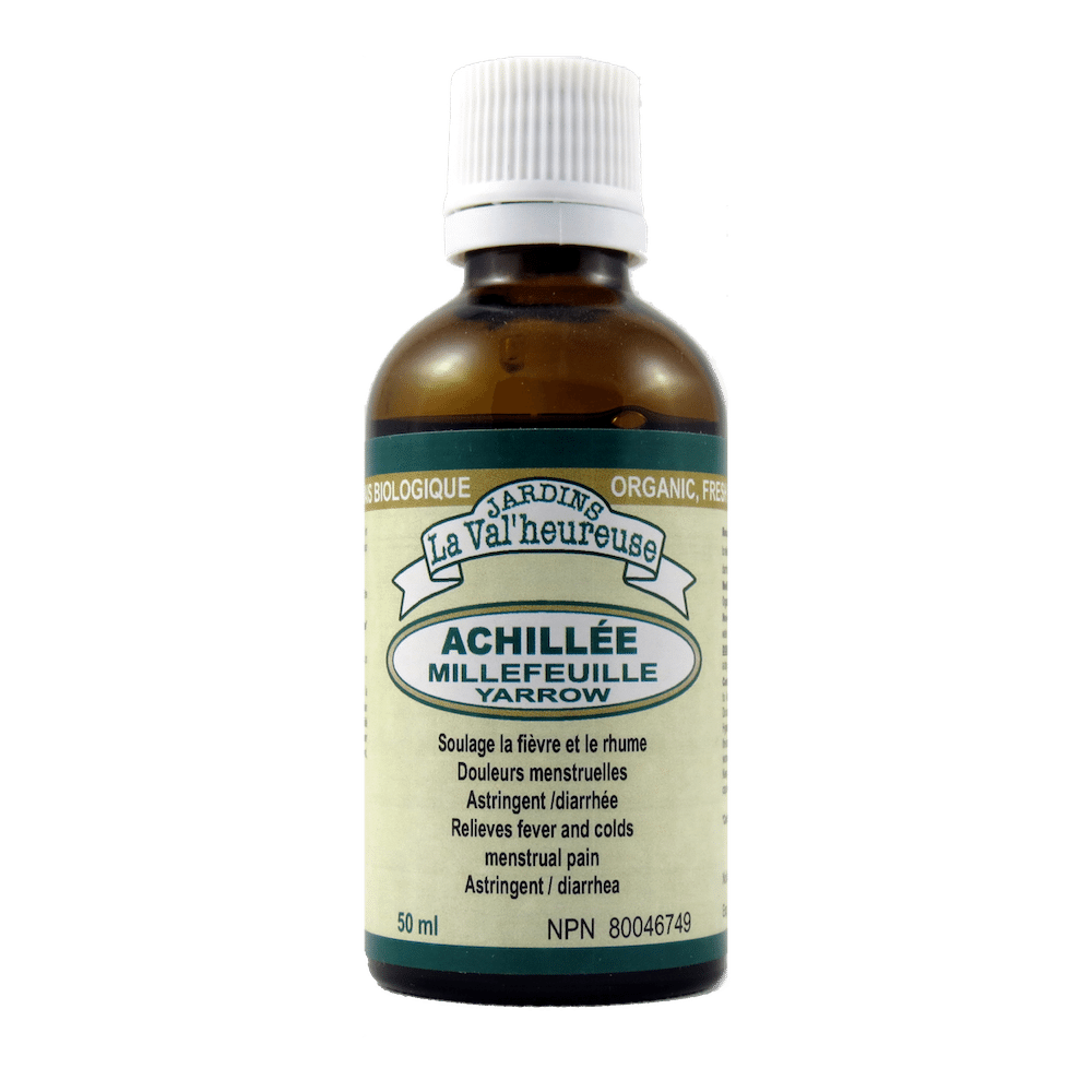 Achillée millefeuille