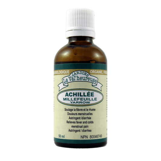 Achillée millefeuille