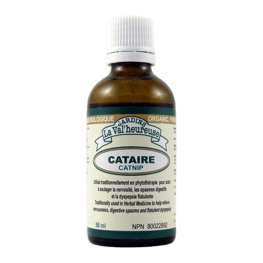 Cataire
