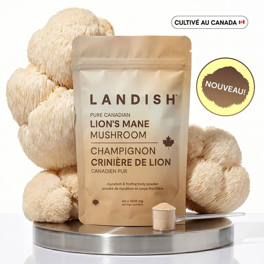 Crinière de lion - Lion's mane